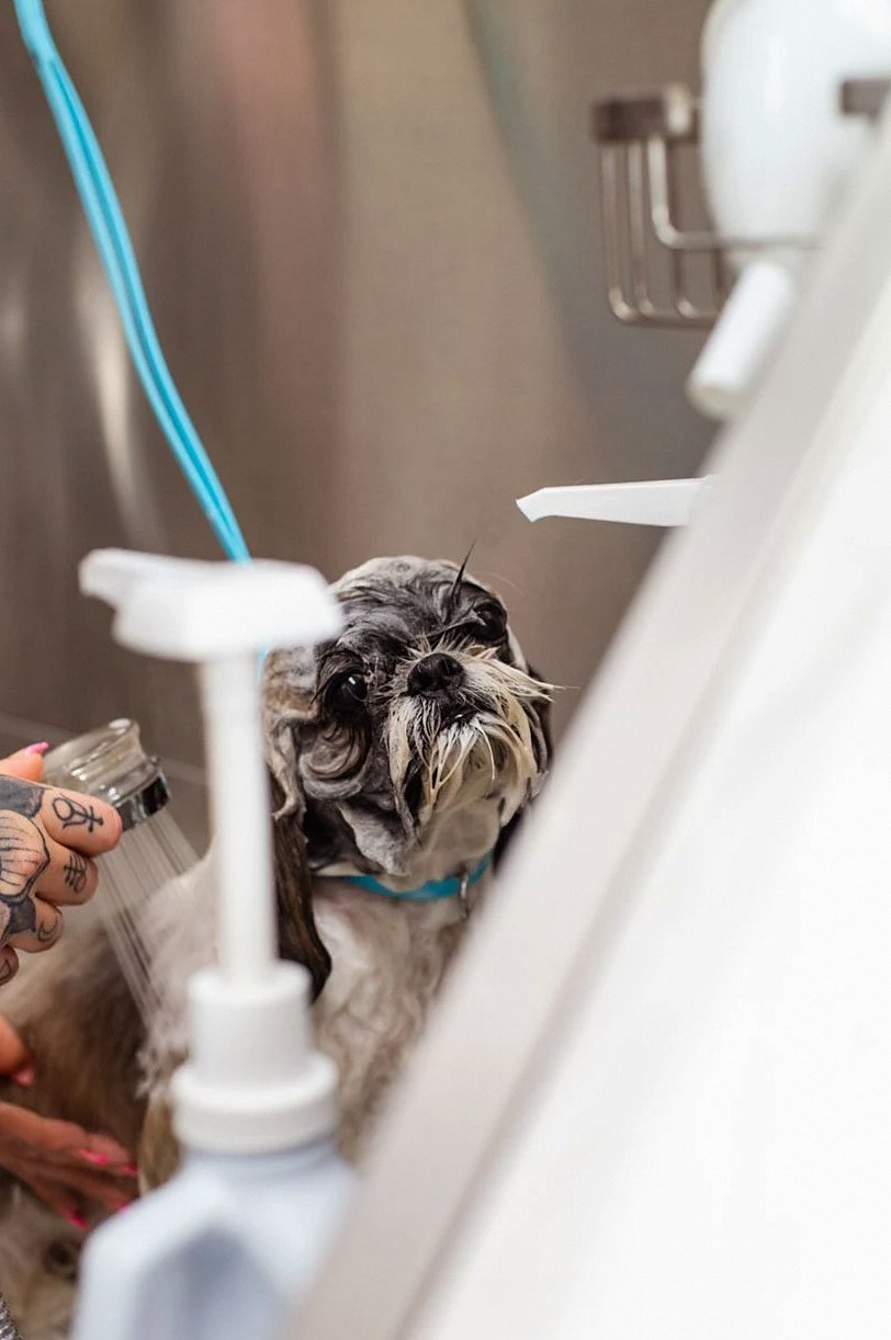A small dog being professionally groomed in a pet spa setting, receiving a bath.