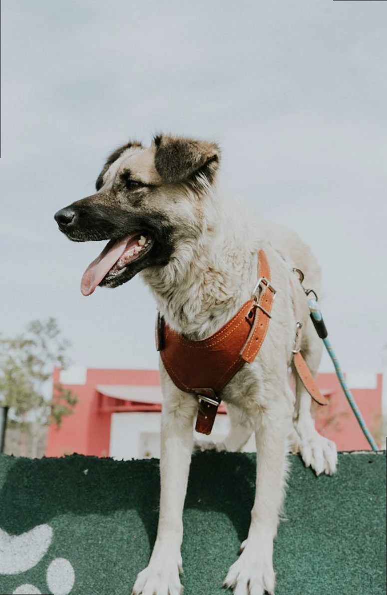 Adorable large dog in harness outdoors, standing on a green platform with mouth open in a playful expression.